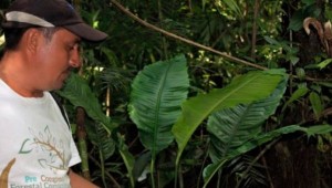 Guatemala Walter Mandez Barrios